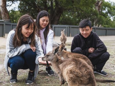 Young family supporting a local wildlife park and feeding kangaroos in Australia