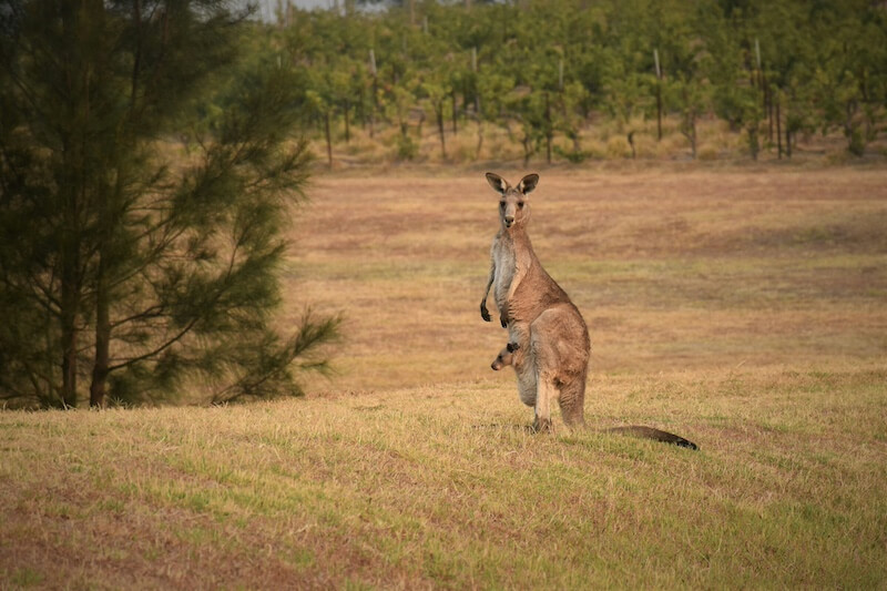 Just like a roo protecting its mob, you need to keep your website in Australia secure